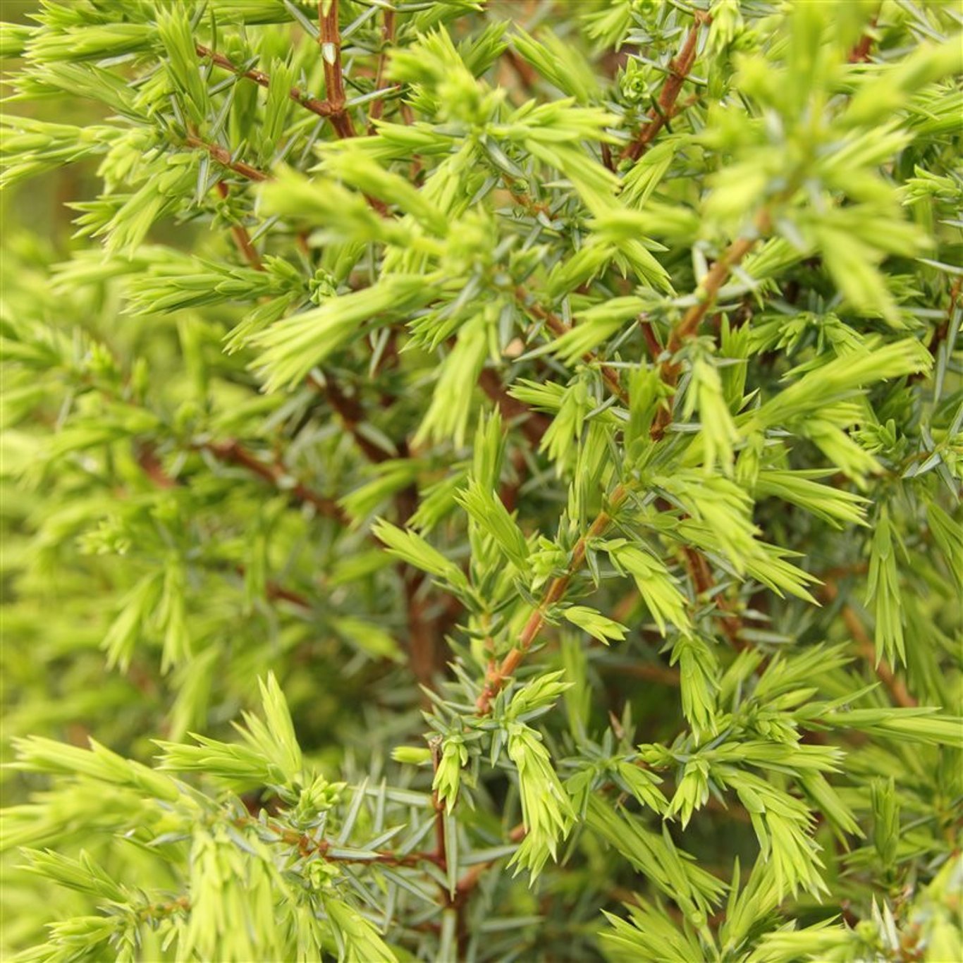 Juniperus comm. 'Suecica' - C3 50-60 CM